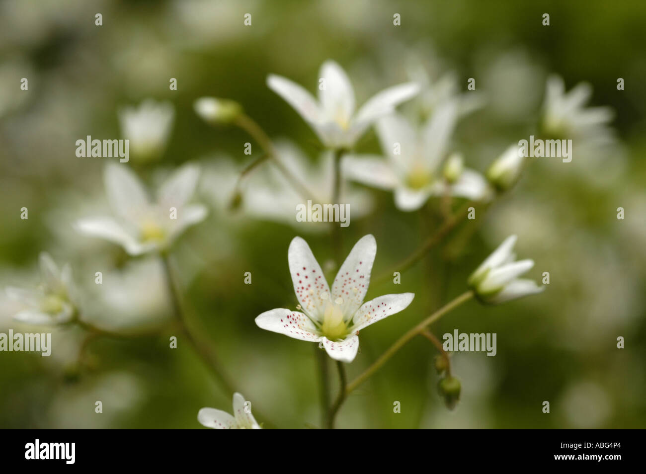 White flowers of round leaved Saxifrage Saxifragaceae Saxifraga rotundifolia Stock Photo