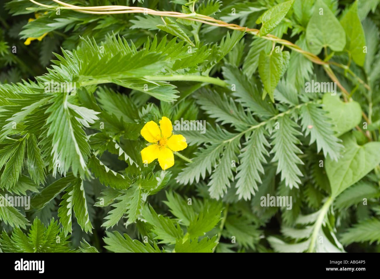 Yellow flower of silver weed or silverweed l Potentilla anserina Stock Photo