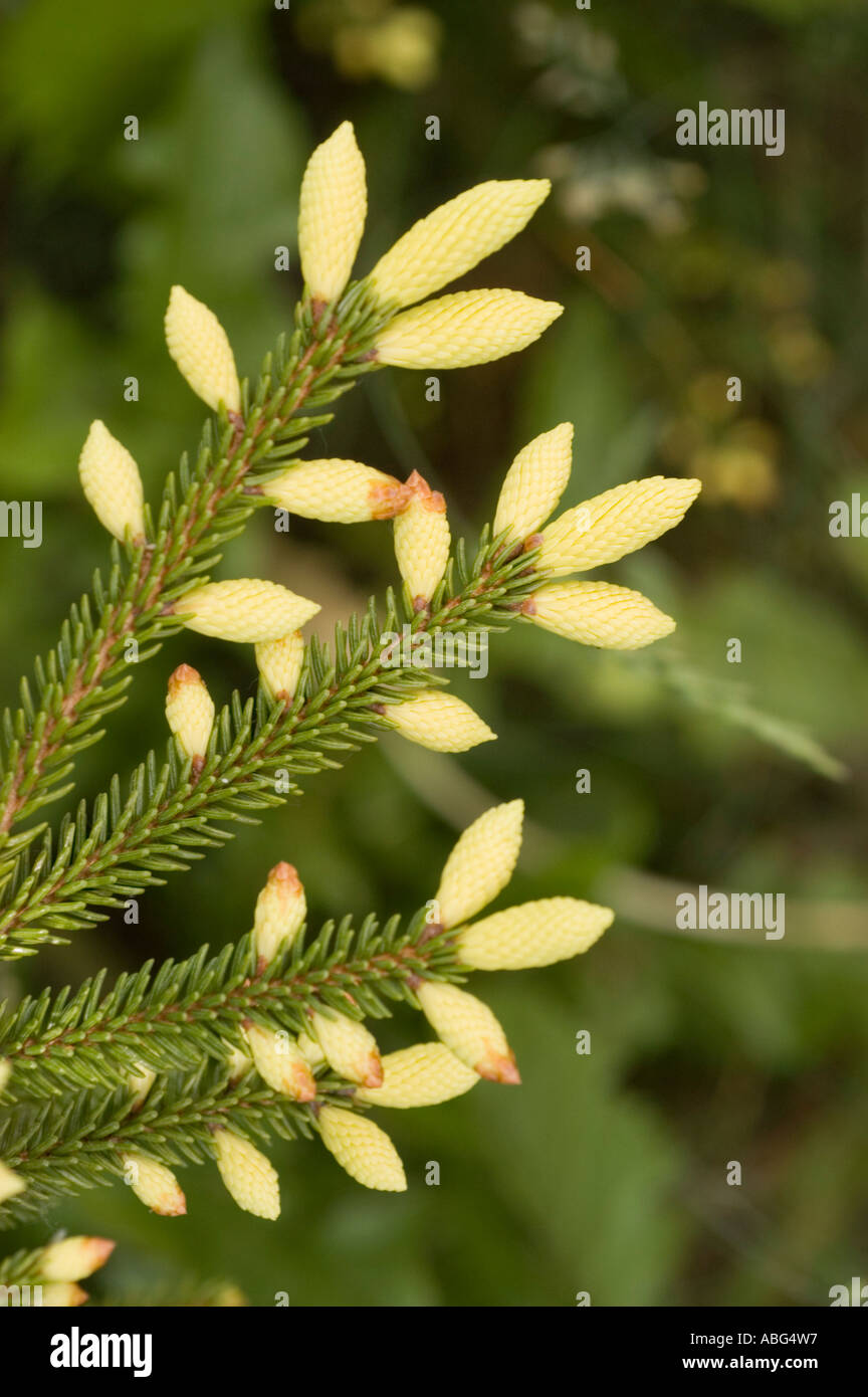 Golden oriental spruce in spring Pinaceae Picea orientalis Aurea Caucasian range Asia Stock Photo