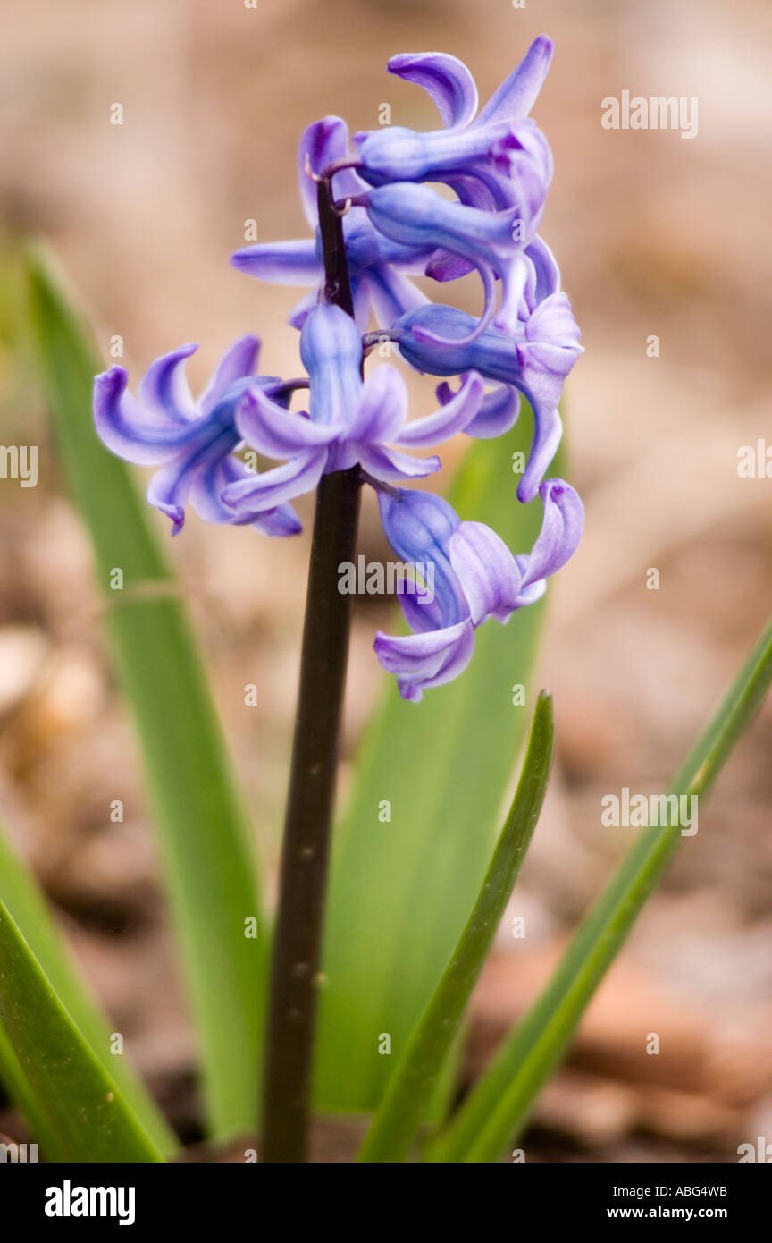 Blue Hyacinth hybride flower Hiacinthaceae Hyacinthus orientalis Stock Photo