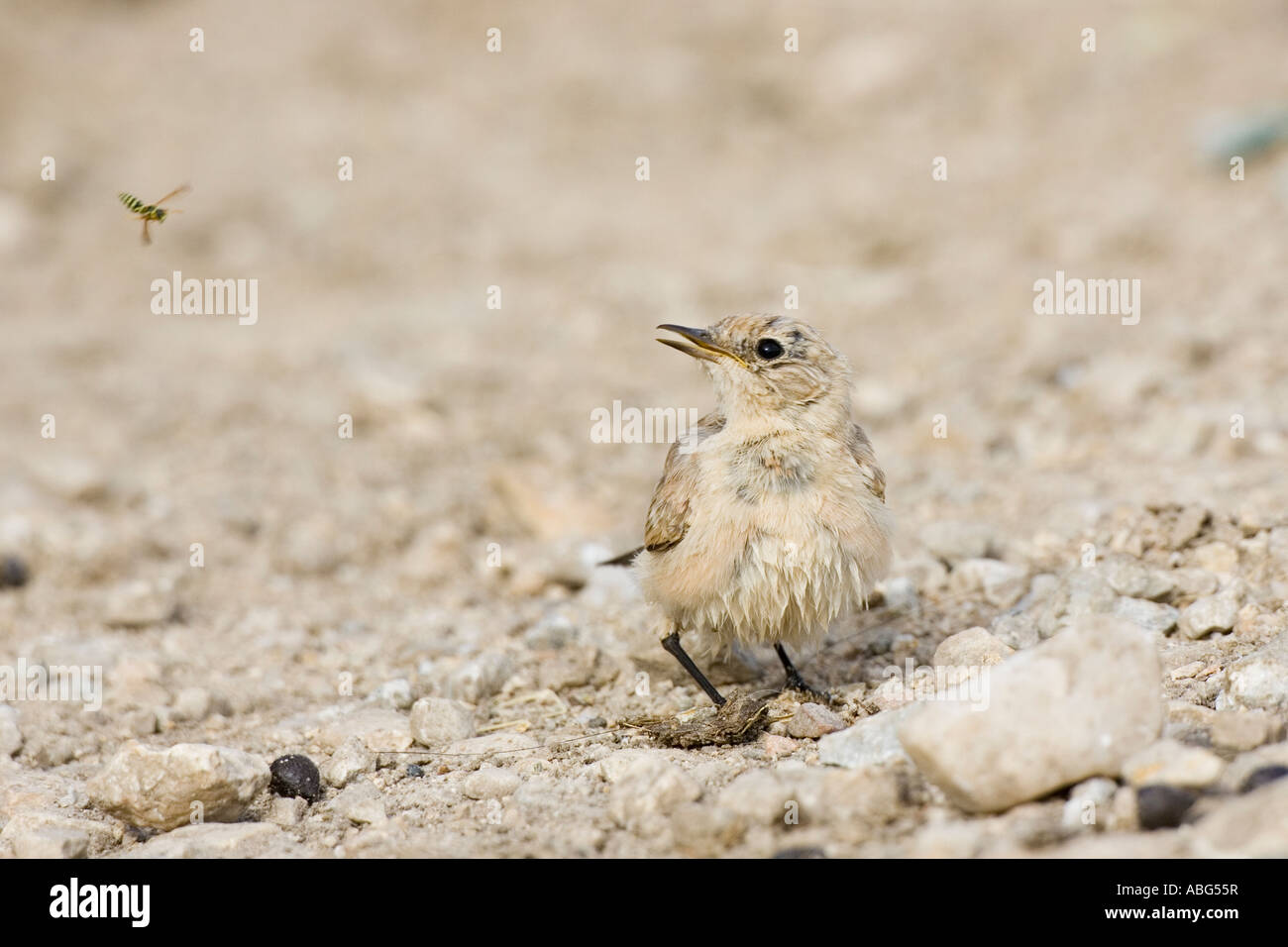 Isabelline Wheatear watching a flying wasp Stock Photo