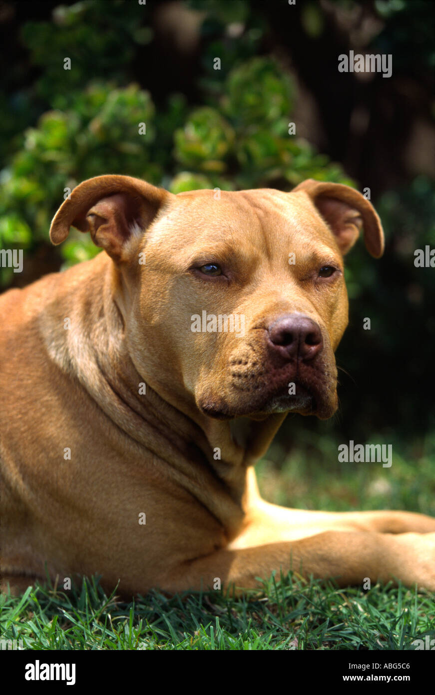 pitt bull terrier dog Stock Photo