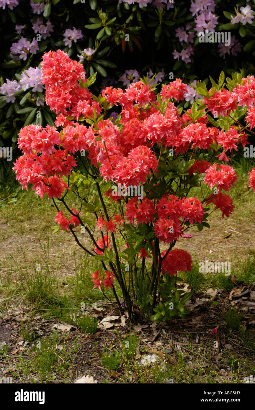 Flowers close up of red azalea Ericaceae Rhododendron Norma Stock Photo