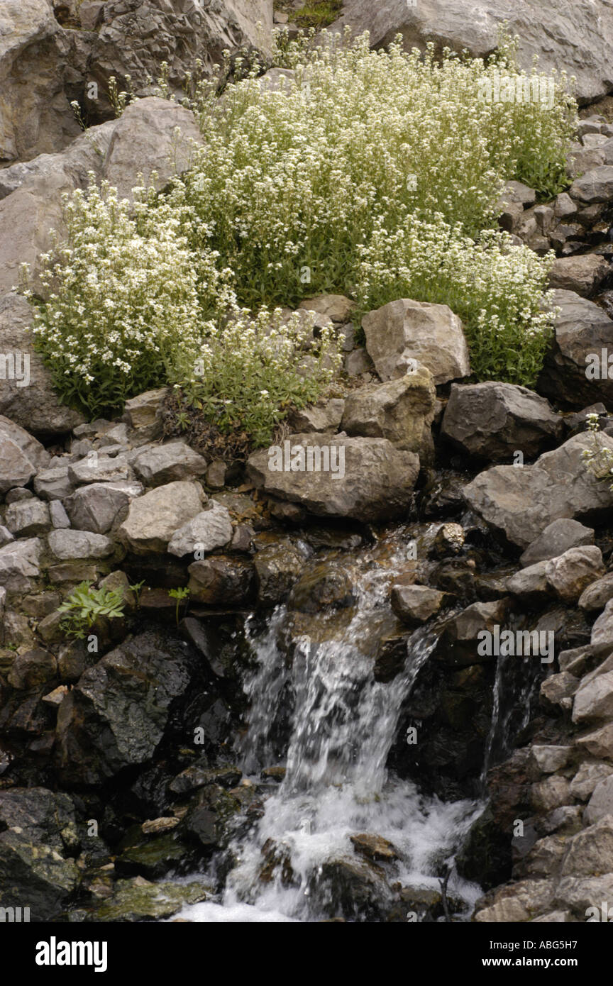Mountain plant Brassicaceae Arabis alpina Stock Photo