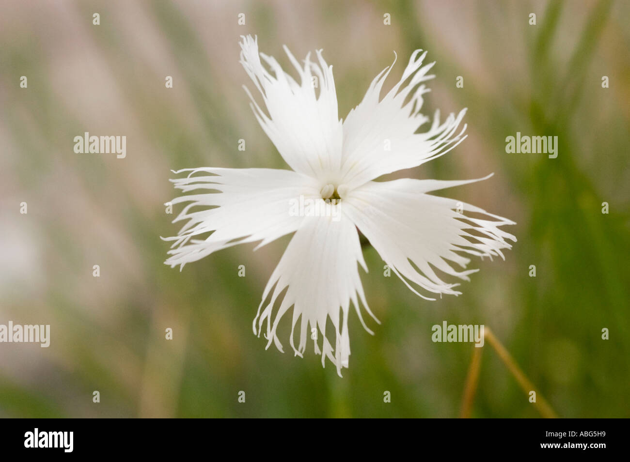 White alpine pink flower closeup dianthus Caryophyllaceae Dianthus pavonius Alp range Stock Photo
