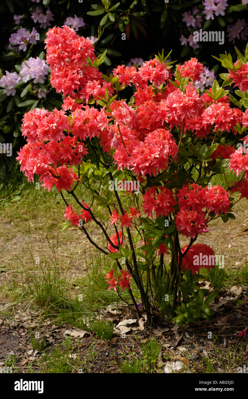 Flowers close up of red azalea Ericaceae Rhododendron Norma Stock Photo