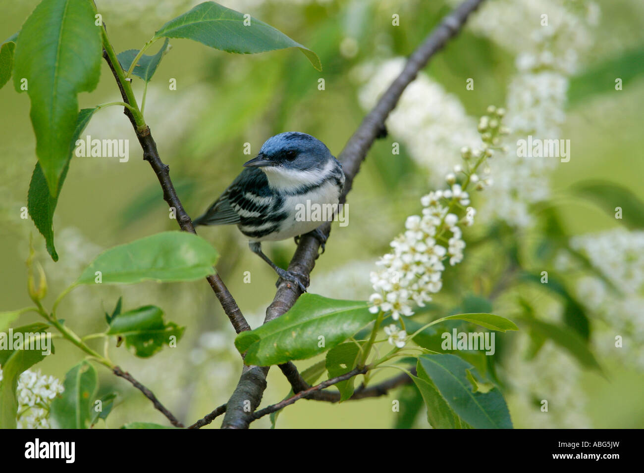 Cerulean Warbler perched in black cherry tree blossoms Stock Photo