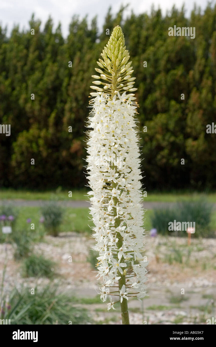 White flowers of Himalayan foxtail lily Liliaceae Eremurus himalaicus  Himalaya Asia Stock Photo - Alamy