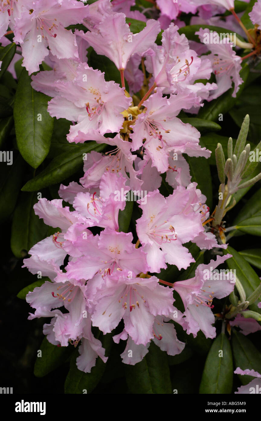 Flowers close up of pink Azalea Ericaceae Rhododendron smirnowii Caucasian range N E Turkey and Georgia Stock Photo
