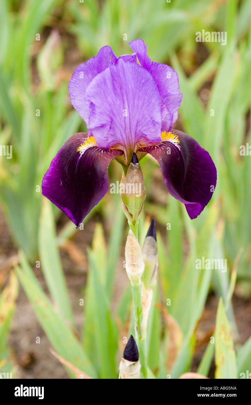 Violet flower close up of Iridaceae Iris lactea var chinensis China Korea Japan Siberia Stock Photo