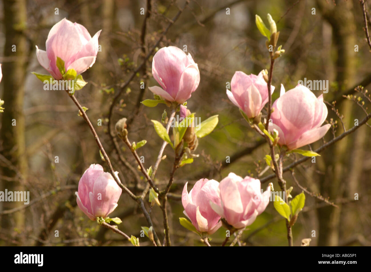 White pink flowers of Magnoliaceae magnolia x soulangeana Alexandrina ...
