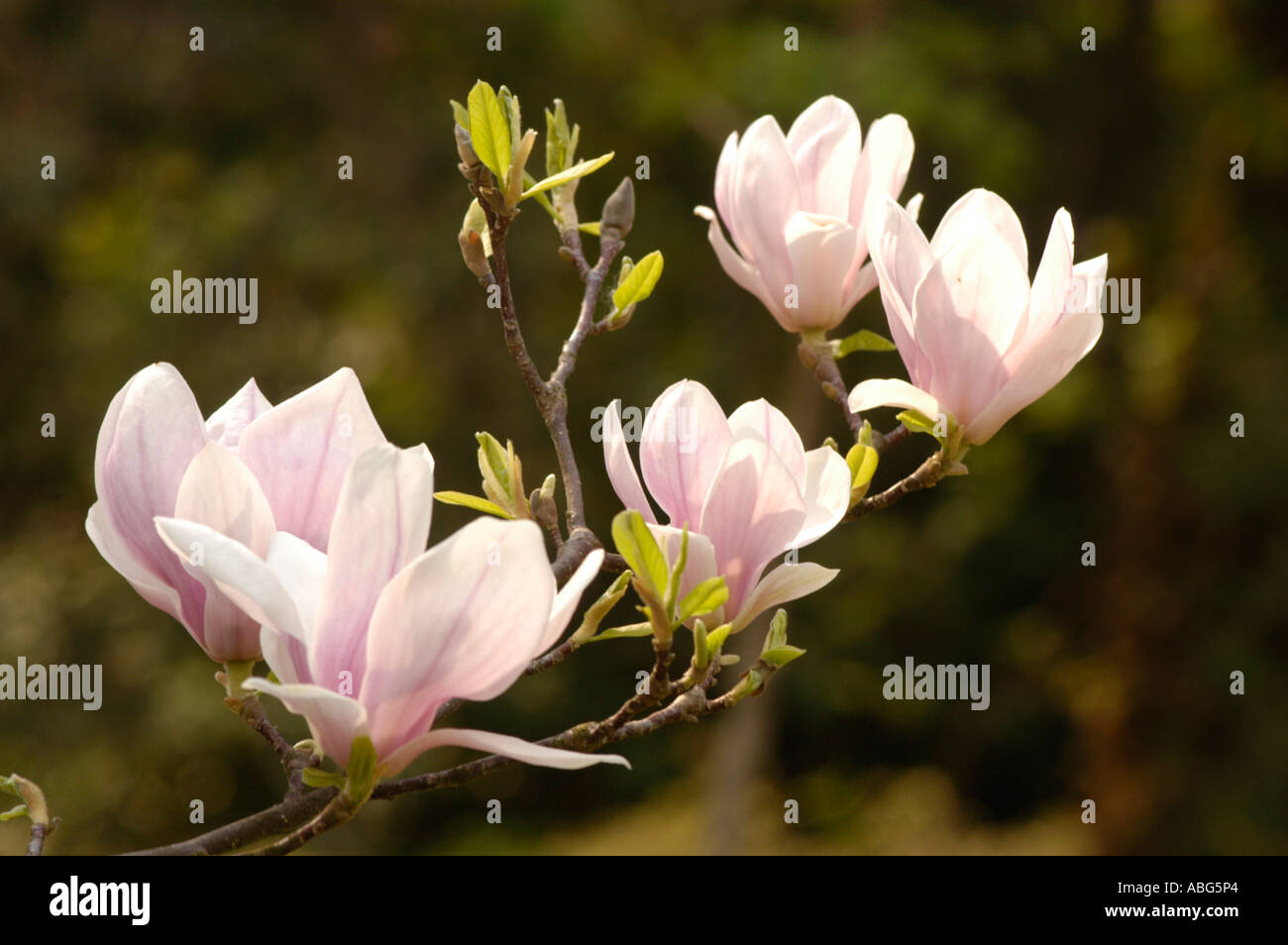 White pink flowers of Magnoliaceae magnolia x soulangeana Alexandrina ...