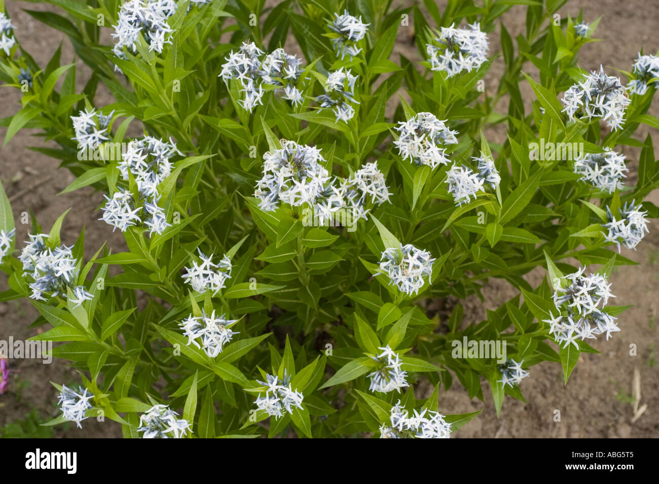 White blue flowers of Mountain plant eastern bluestar Apocynaceae Amsonia tabernaemontana North America Stock Photo