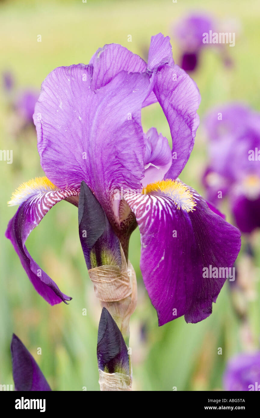 Violet flower close up of Iridaceae Iris lactea var chinensis China Korea Japan Siberia Stock Photo