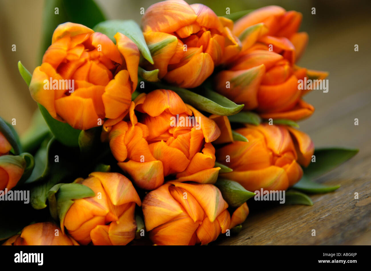 Tulip orange princess Stock Photo