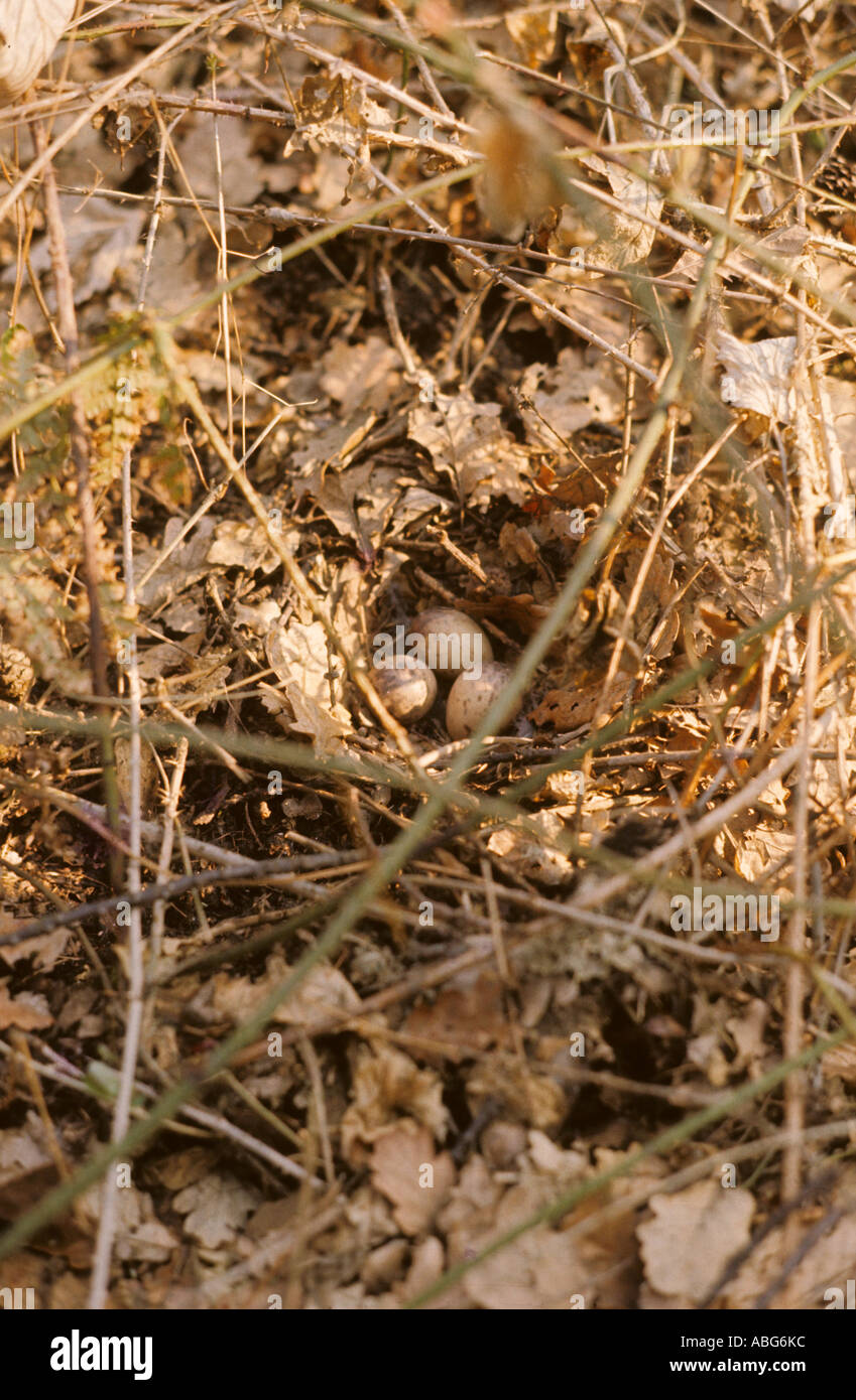 Nest and eggs of the Woodcock. Scolopax rusticola on woodland leaf litter floor. Stock Photo