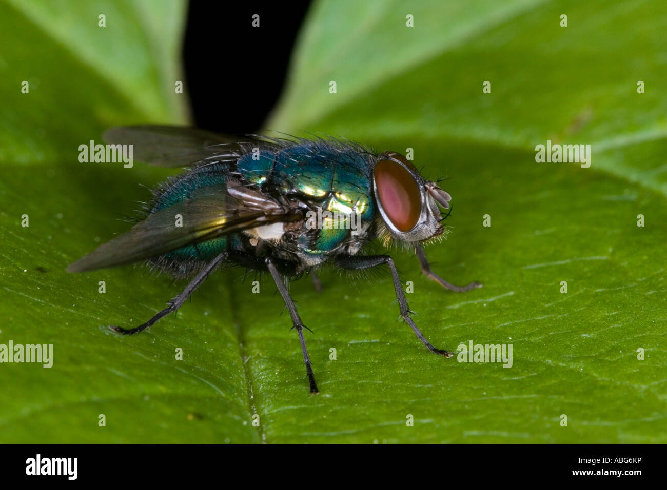 Greenbottle (Lucilia caesar) on leaf Stock Photo - Alamy