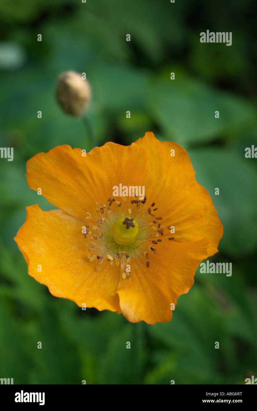 Welsh orange open flower Poppy papaver  papaveraceous single head cultivate cultivated annual scenic iconic atmospheric moody cl Stock Photo