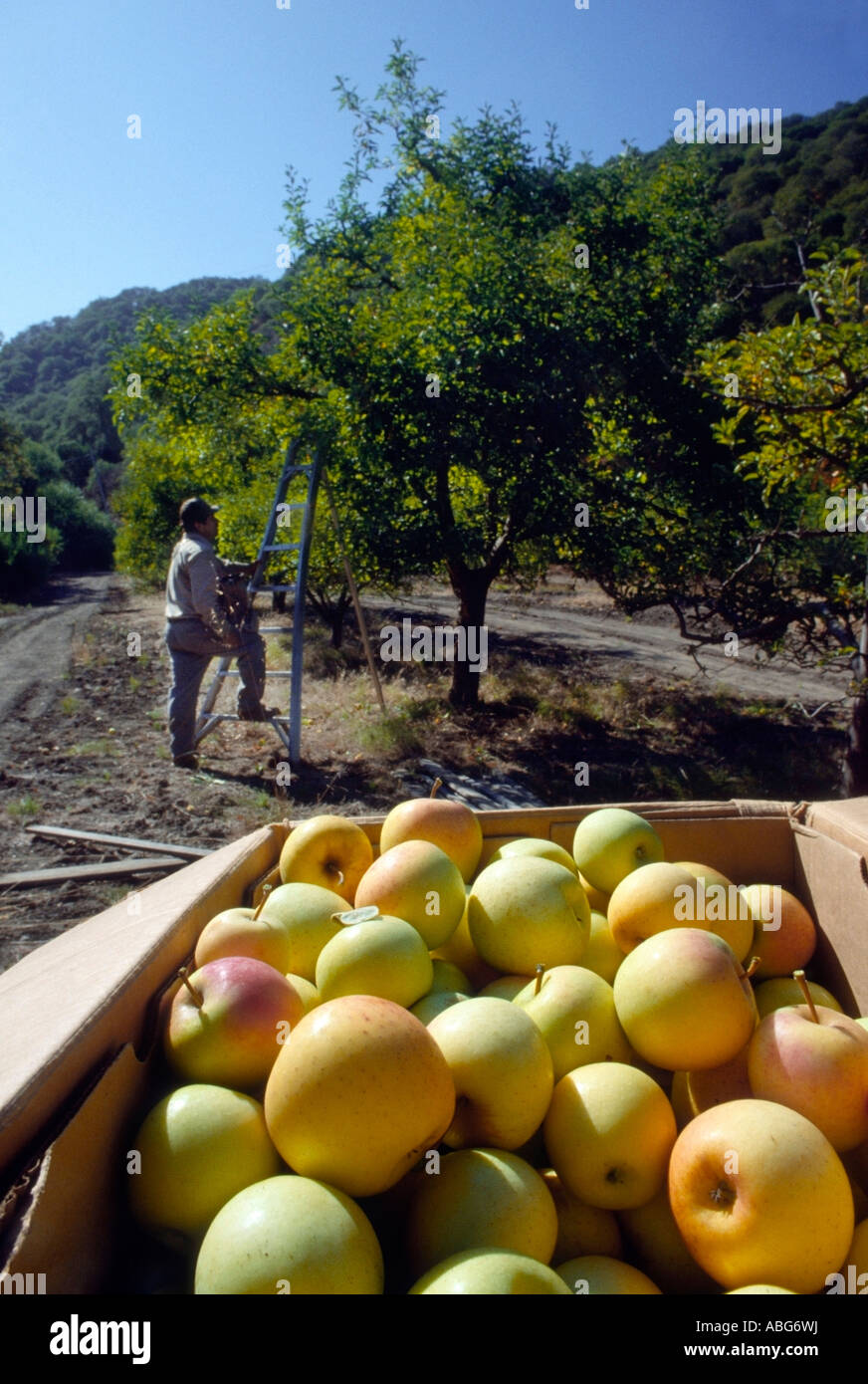 Golden Delicious apples are harvested in a California orchard Stock