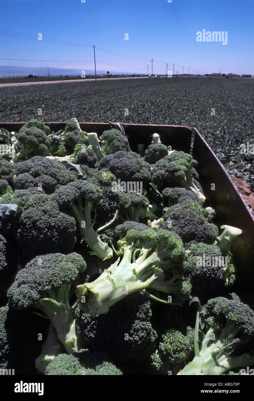 California broccoli ready for shipping in truck load Stock Photo Alamy