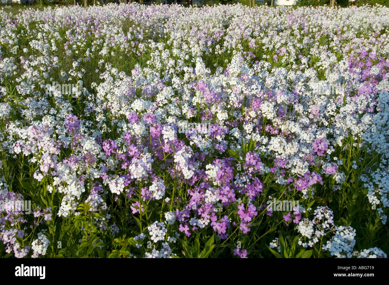 A field of purple and white wild flowers Stock Photo - Alamy