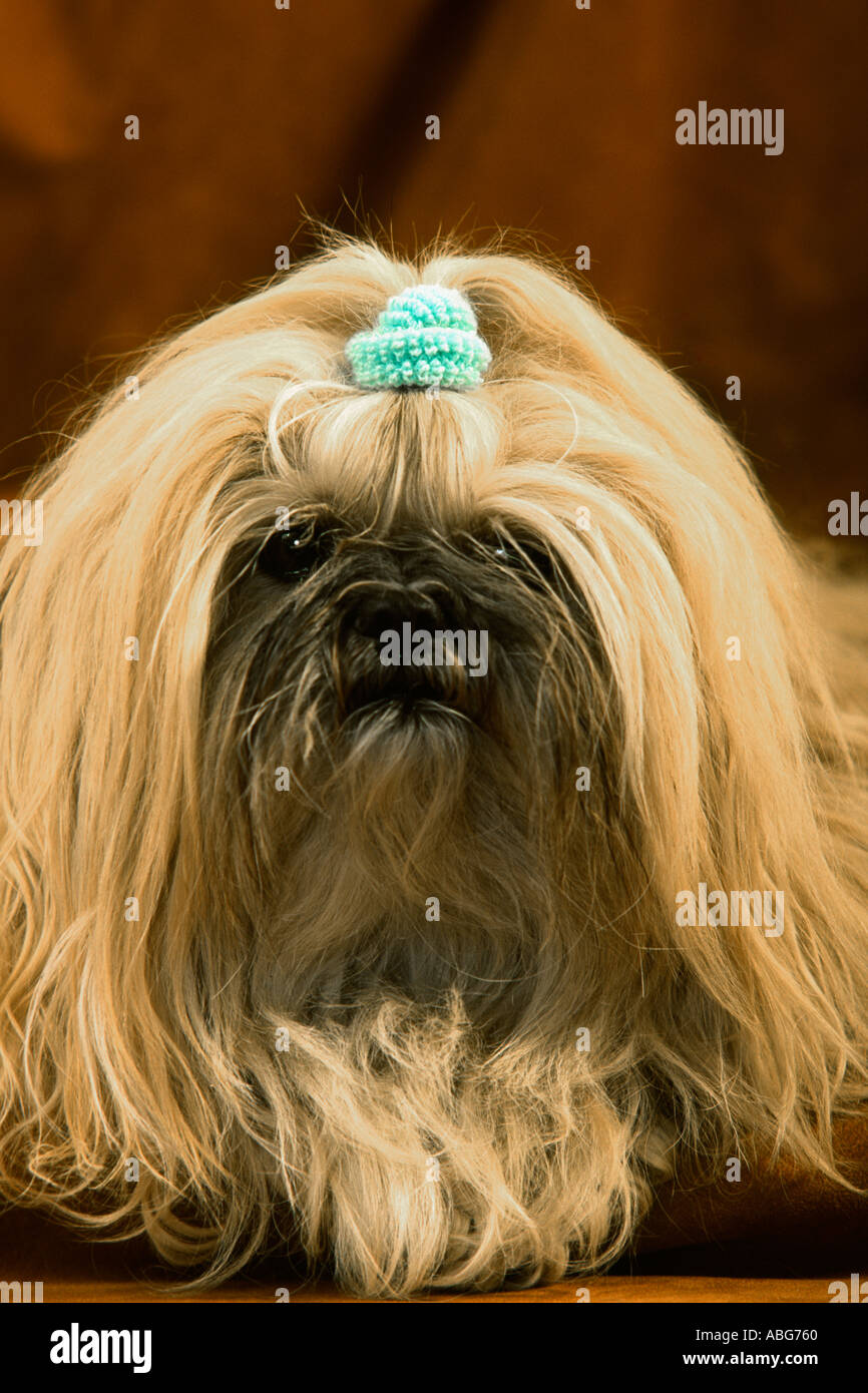 Blond Lhasa Apso dog Stock Photo