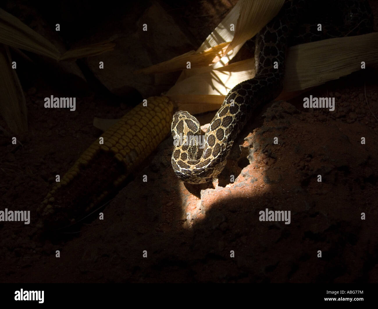 Southern Pacific Rattlesnake (Crotalus ruber ruber) Stock Photo