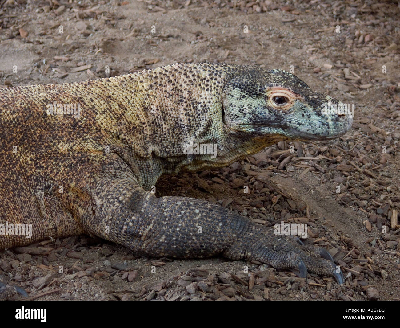 Komodo Dragon (Varanus komodoensis) Stock Photo
