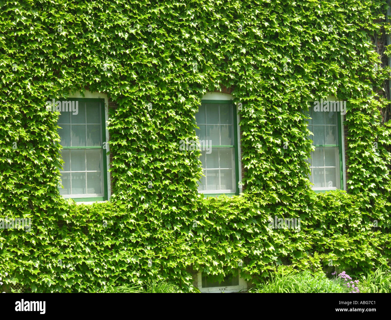Green ivy grows on a brick wall Stock Photo Alamy