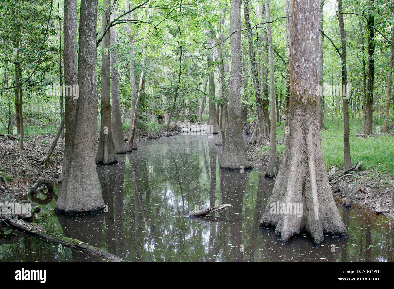 Congaree National Park South Carolina Stock Photo Alamy