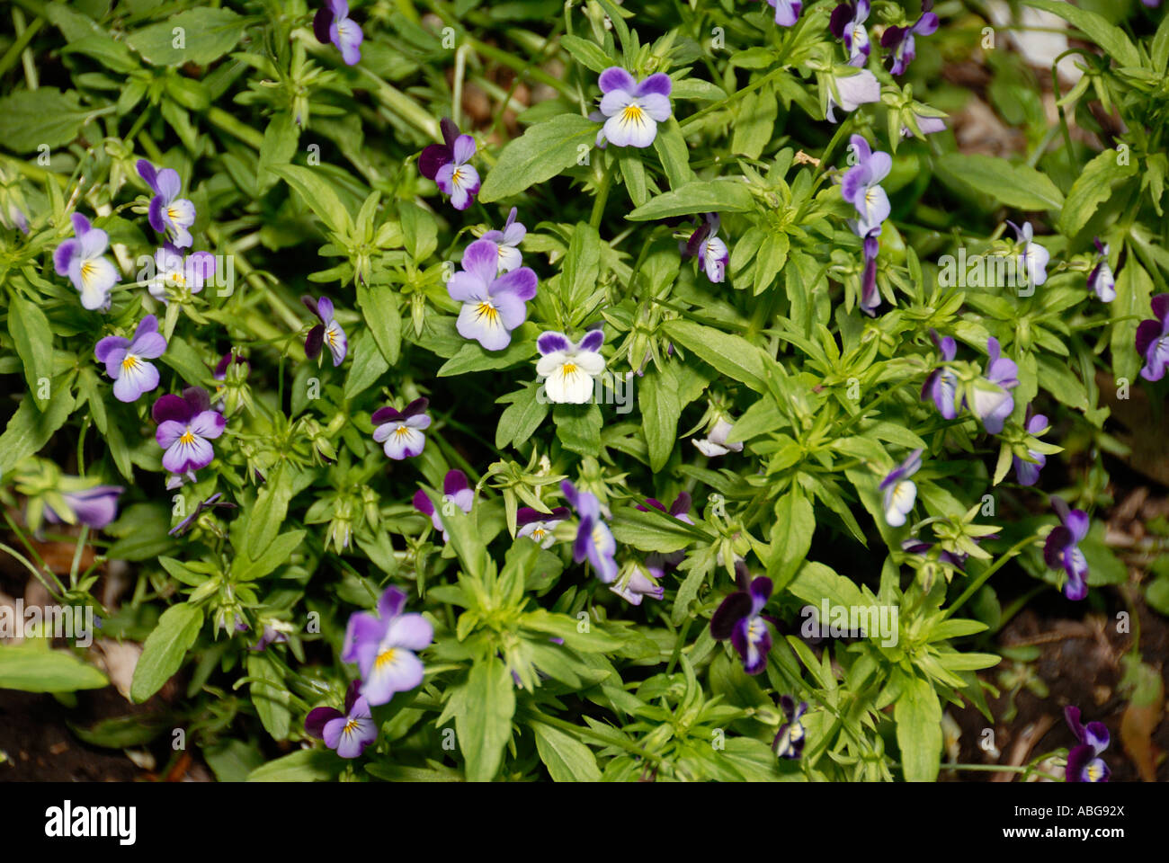 Johnny Jump Up Stock Photo Alamy