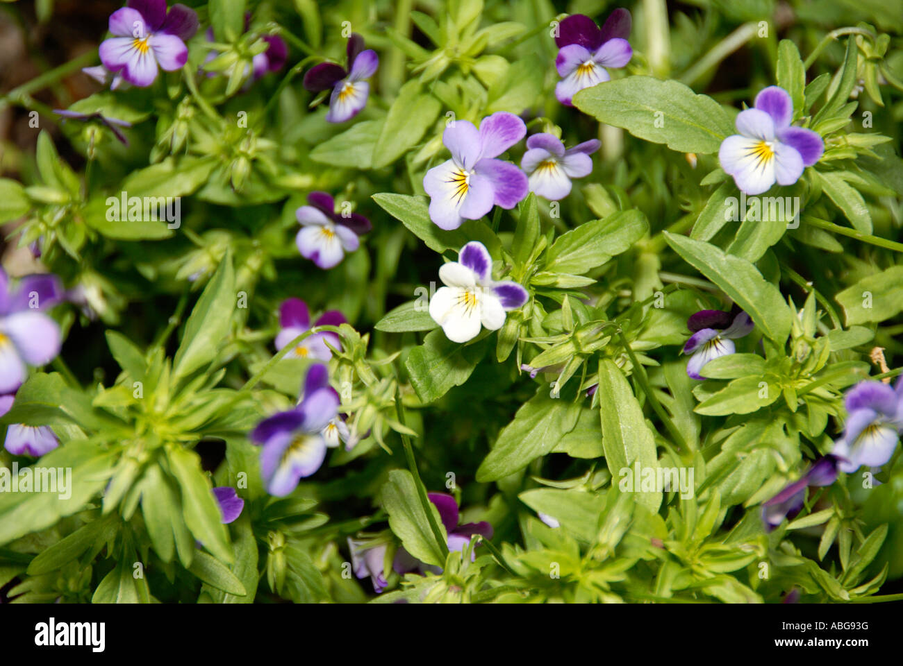 Johnny Jump Up Stock Photo Alamy