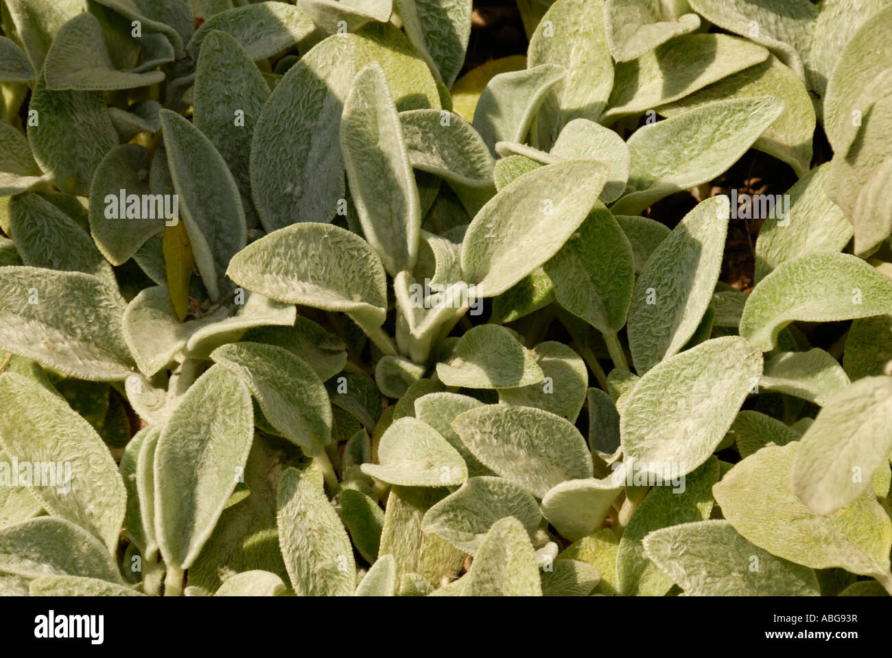 Lambs Ear herb with purple flowers Stock Photo Alamy