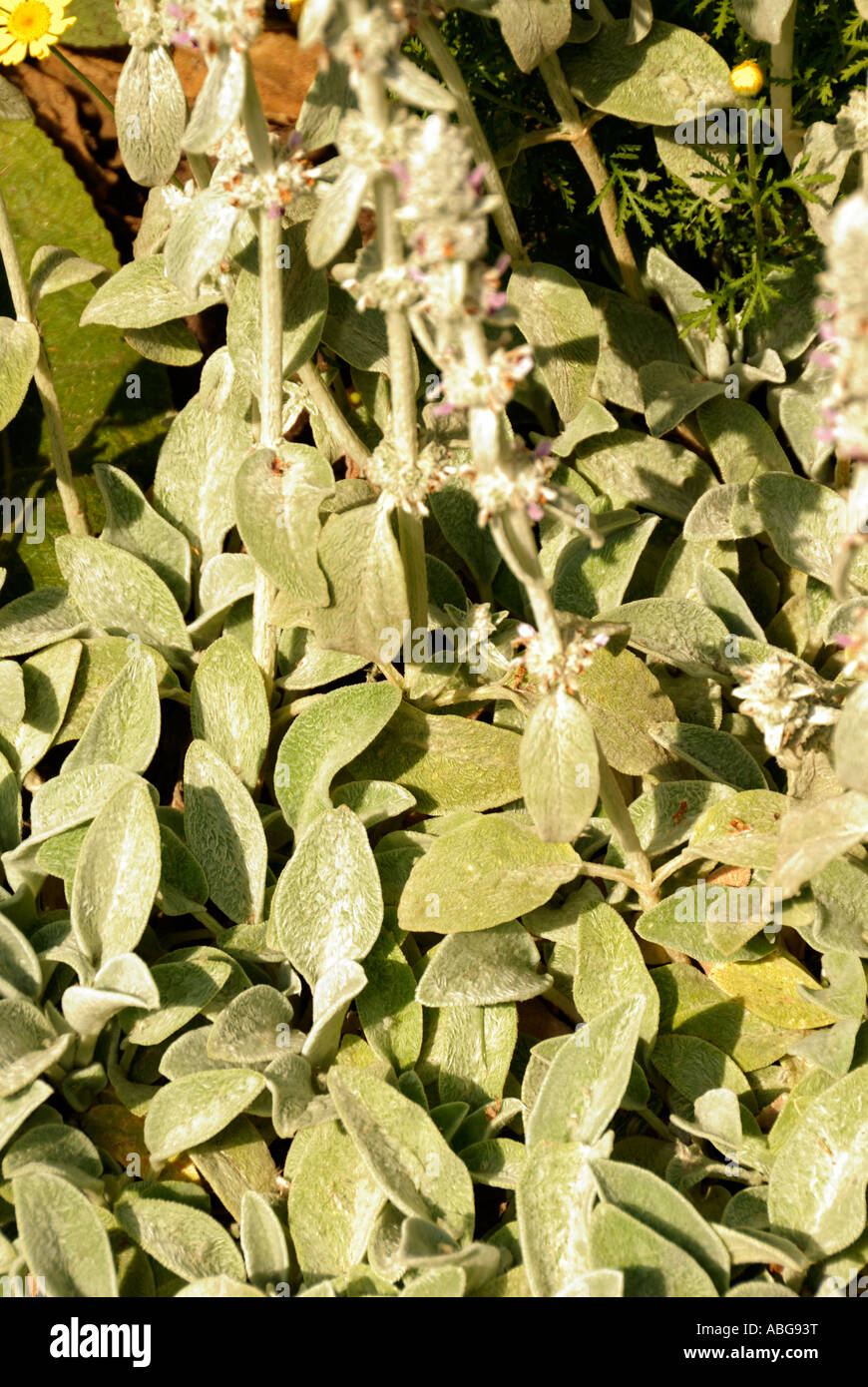 Lambs Ear herb with purple flowers Stock Photo Alamy