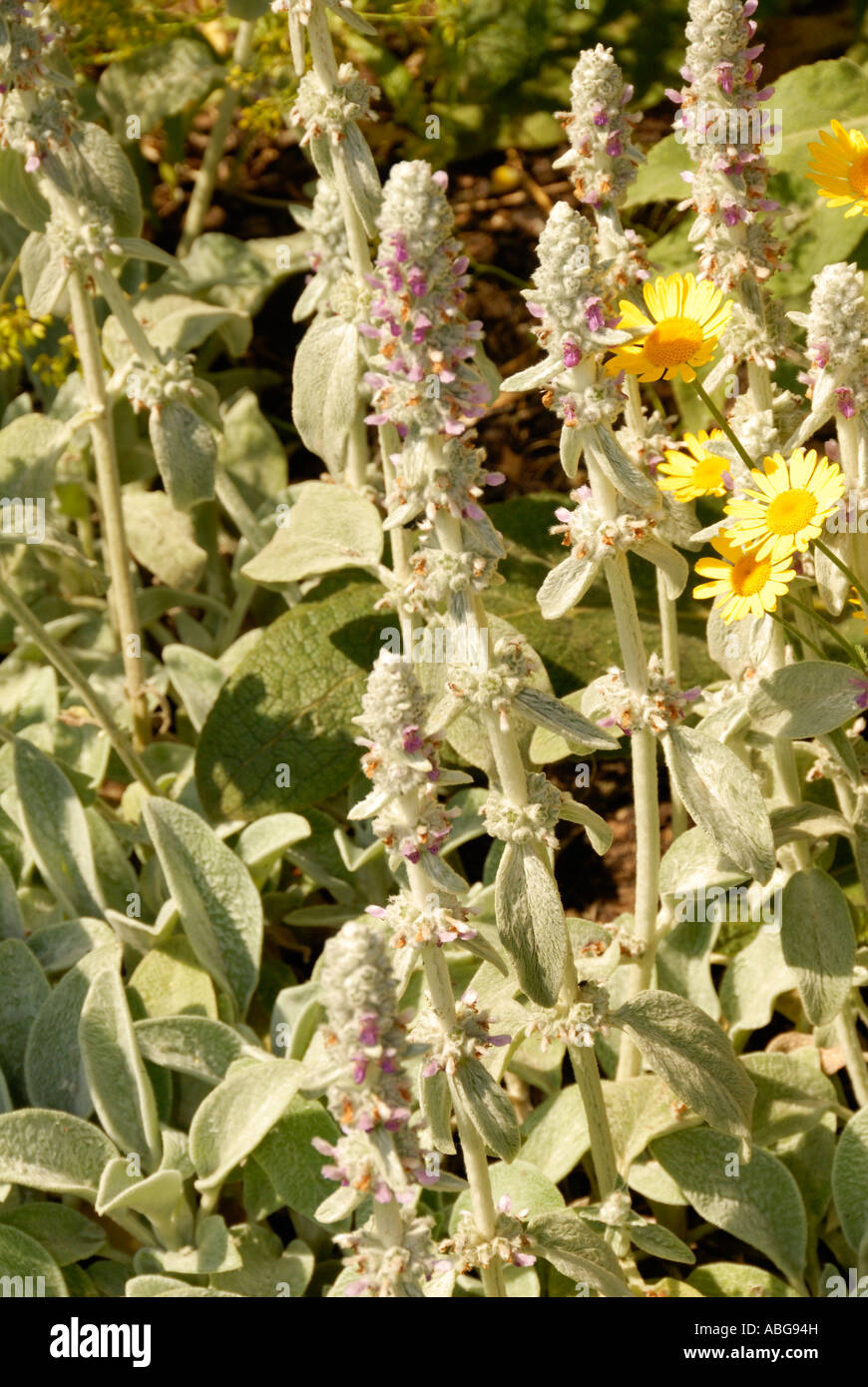 Lambs Ear herb with purple flowers Stock Photo Alamy