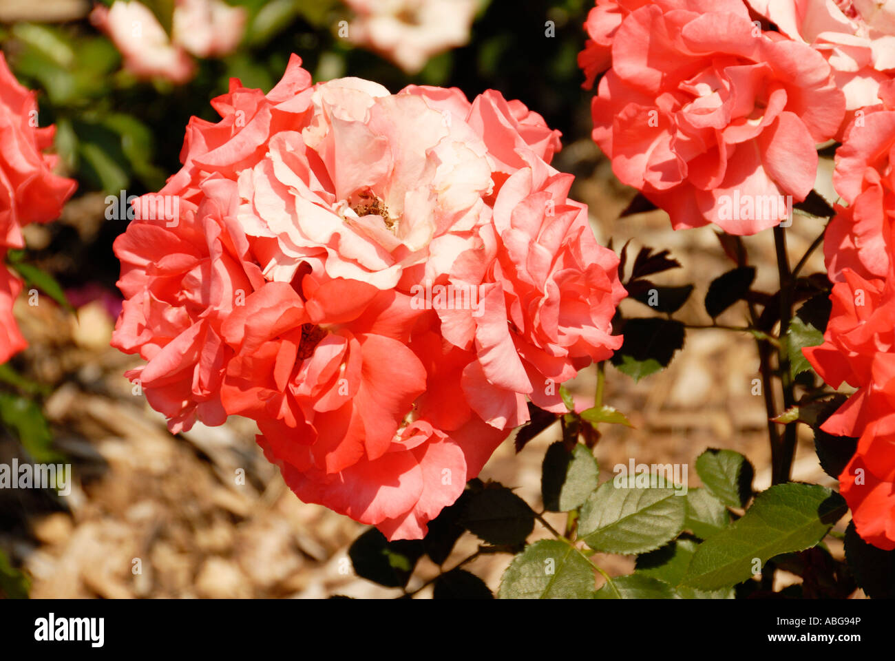 Marmalade Skies orange rose in full bloom Stock Photo Alamy