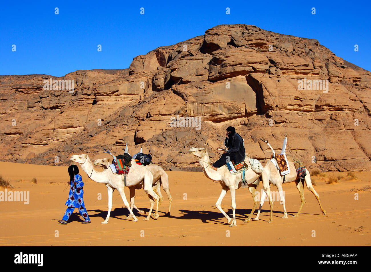 Tuareg with white Mehari riding dromedary, Acacus Mountains, Libya Stock Photo