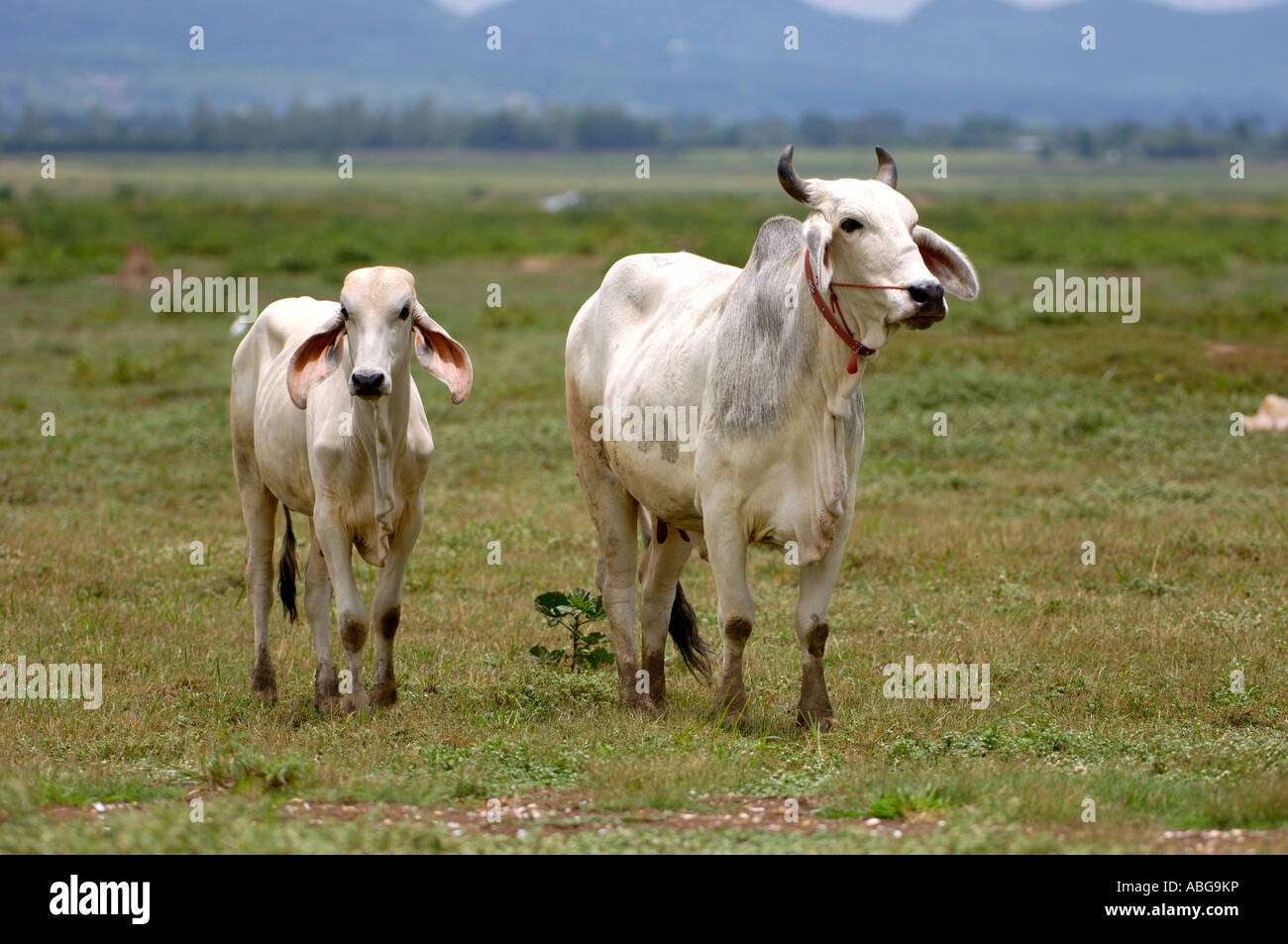 Zebu cattle in norththailand Stock Photo