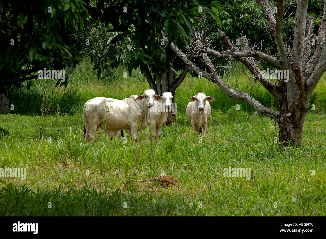 Zebu cattle in norththailand Stock Photo Alamy