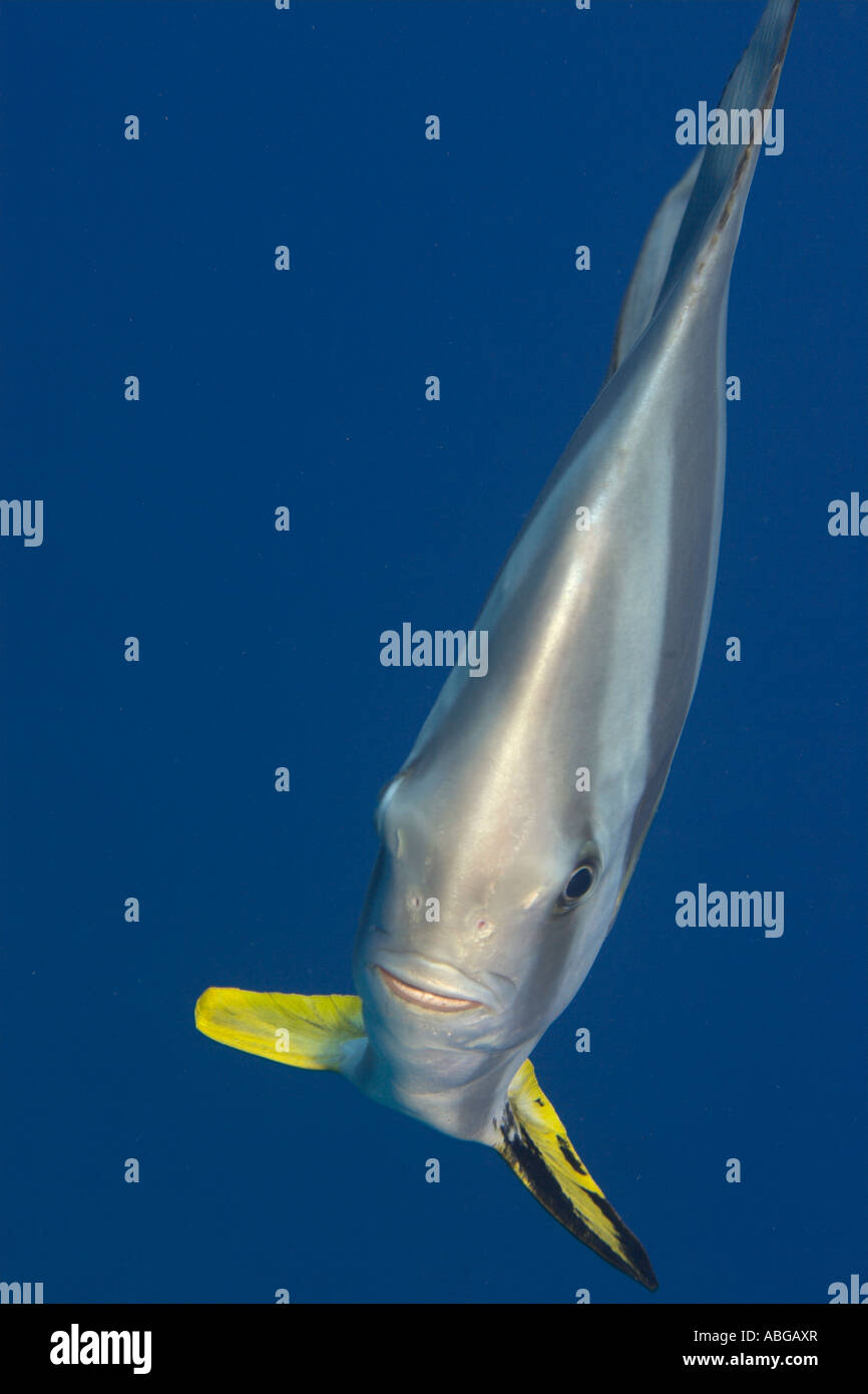 Longfin batfish, Platax teira, Maldives Stock Photo