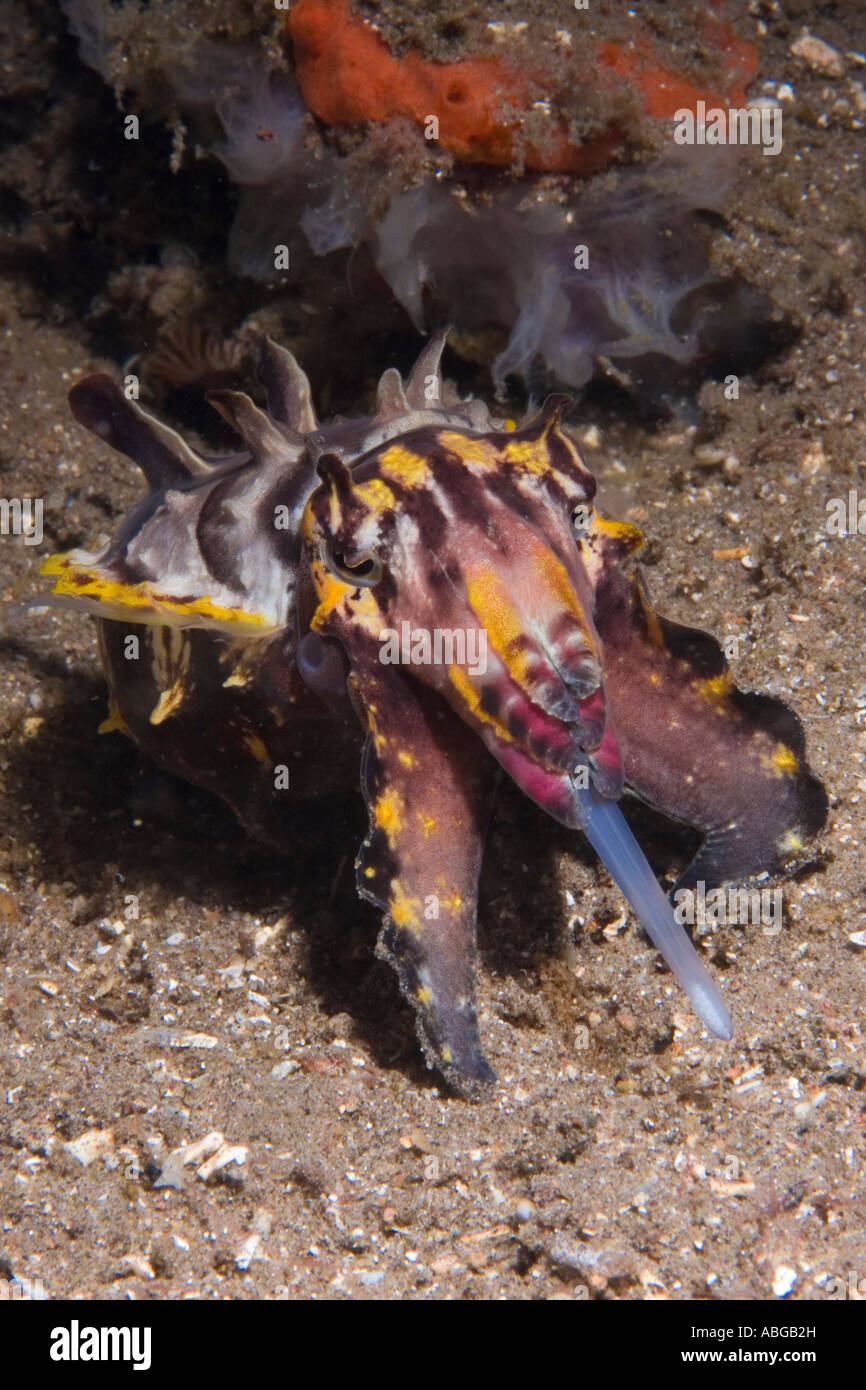 Flamboyant cuttlefish, Metasepia pfeffer, hunting, catch tentacles Stock Photo