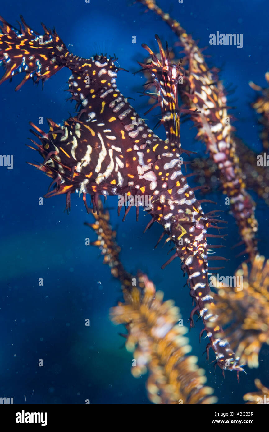 Harlequin Ghost Pipefish, Solenostomus Paradoxus Stock Photo - Alamy