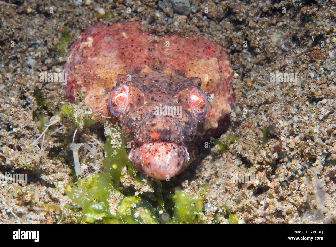 Crocodile snake eel (Brachysomophis henshawi) Stock Photo