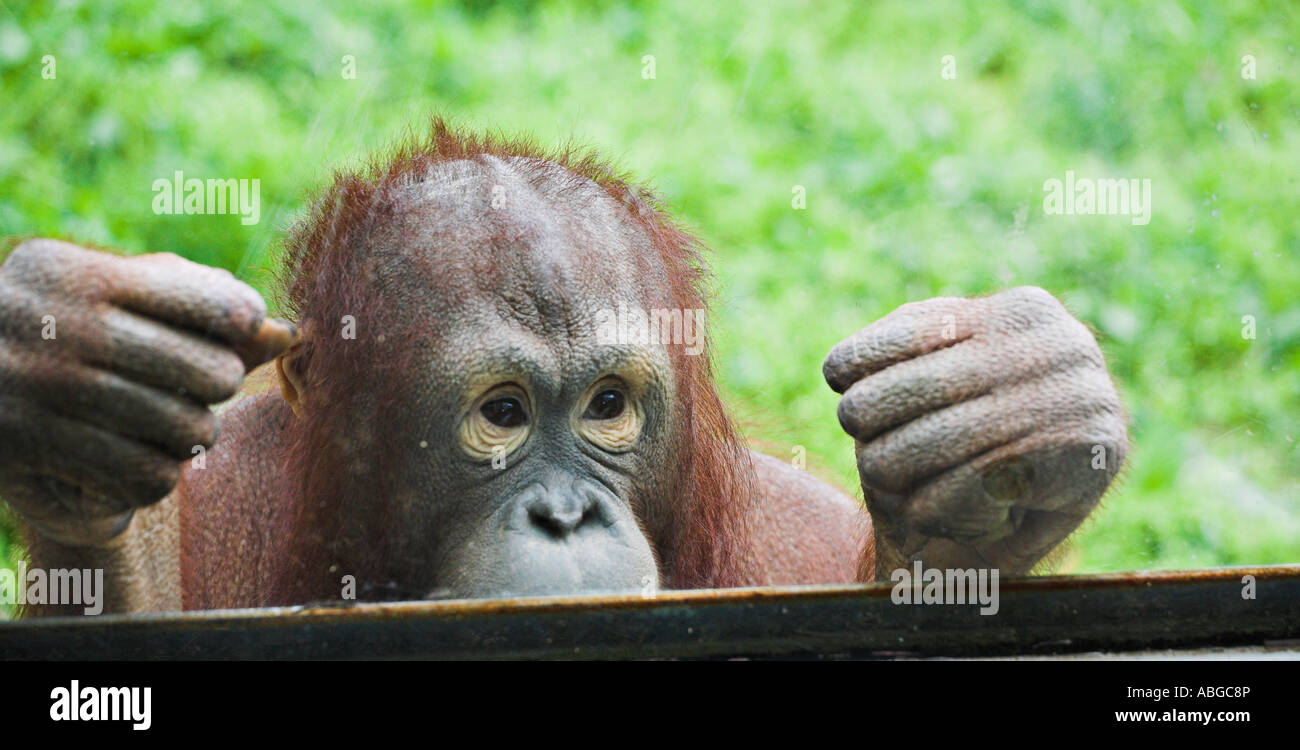 Let Me Out Stock Photo