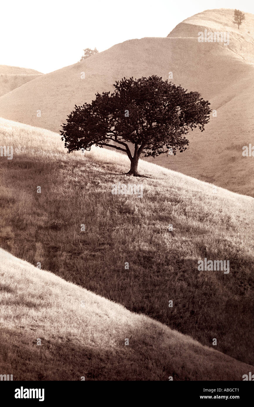 Single oak tree on hillside Thousand Oaks California USA Stock Photo