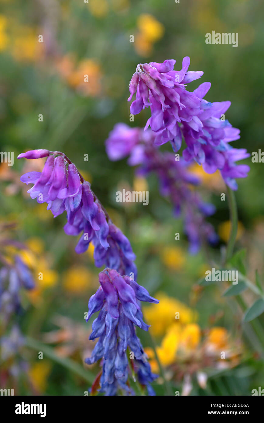 UK Britain wild flowers Tufted Vetch Clover and Pea Family Leguminosae