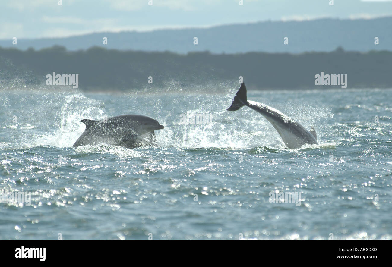 UK Scotland Ross shire The Black Isle view from Chanonry Point The Moray Firth Bottlenose Dolphins Stock Photo