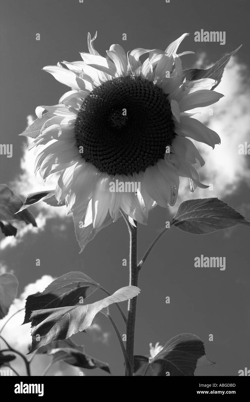 Sunflower infrared hires stock photography and images Alamy