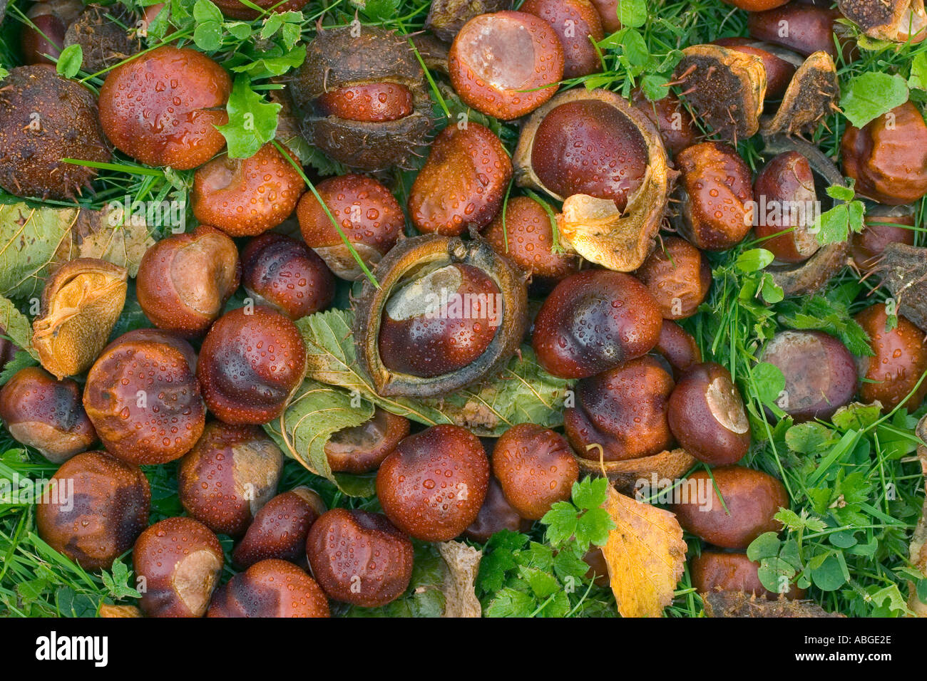 Autumn scenes with chestnuts Stock Photo