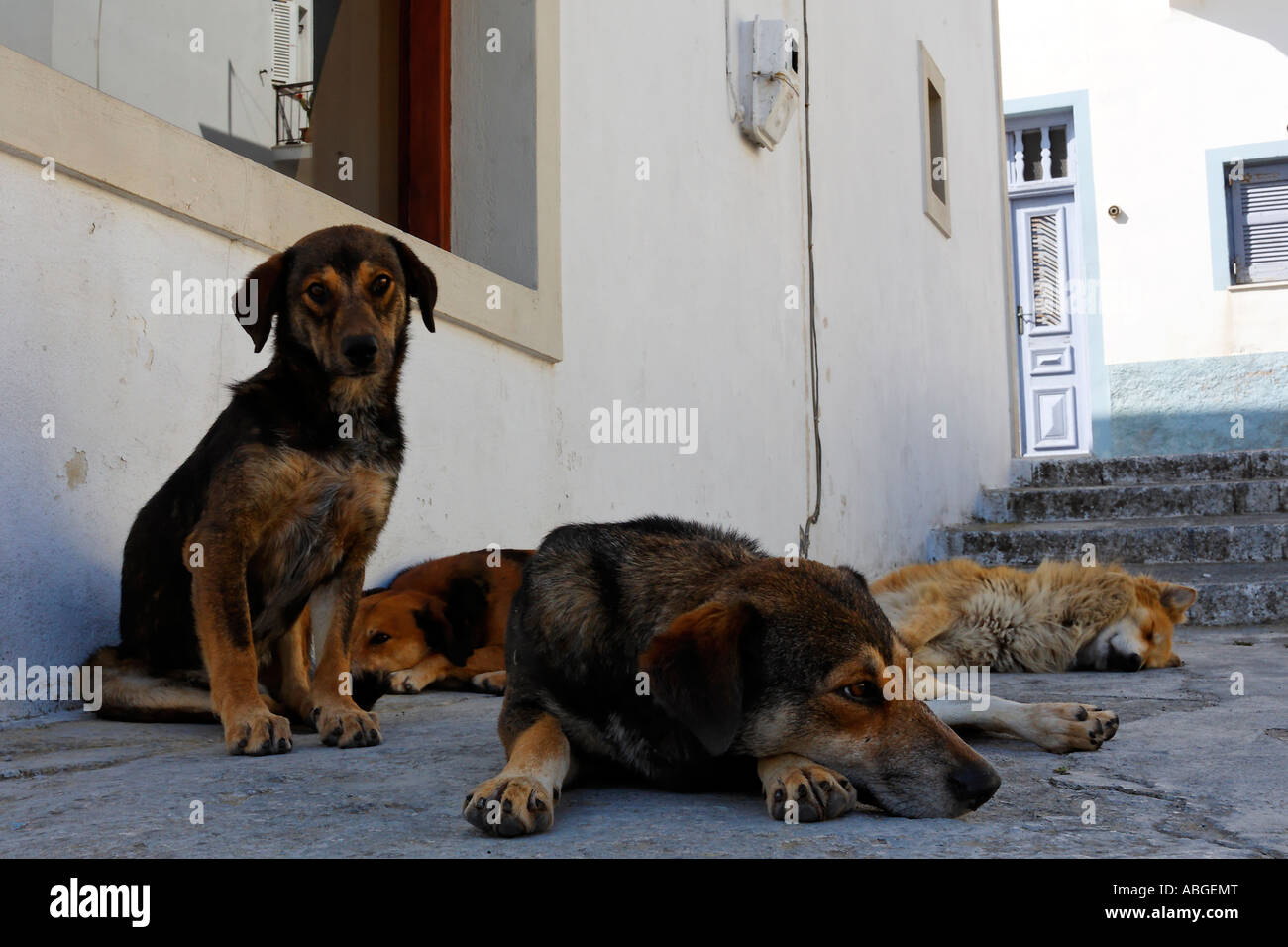 Dogs outside a house in Santorin in the Aegean, Greece Stock Photo Alamy
